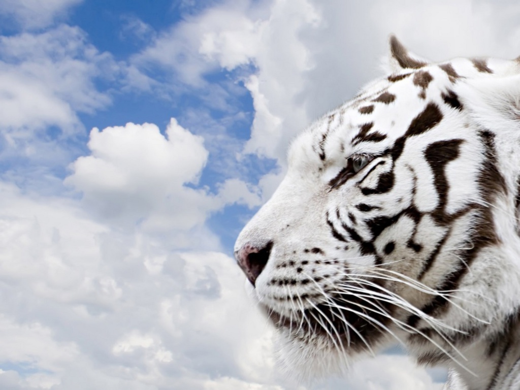 White Tiger — Will